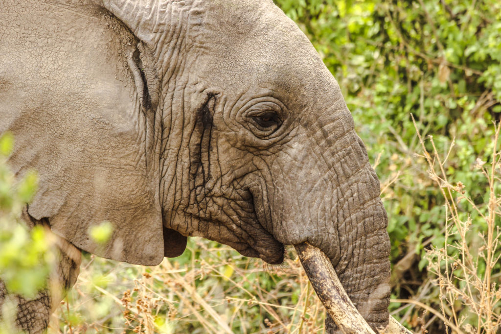 Elefant
