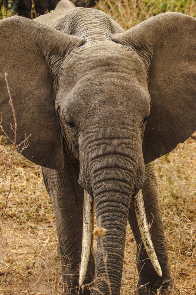 Elefant