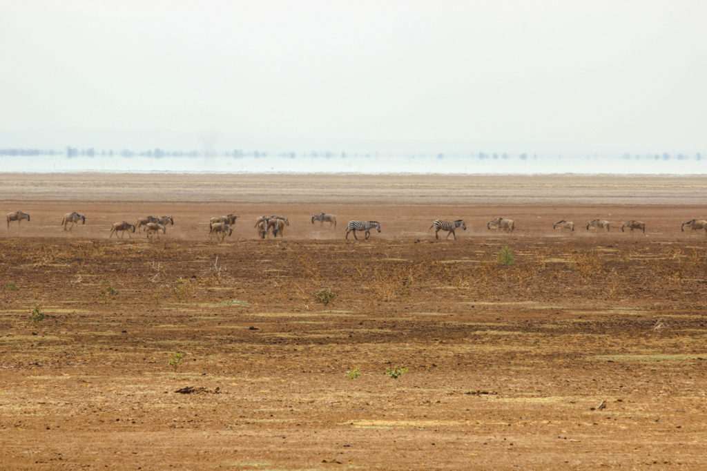 Zebras