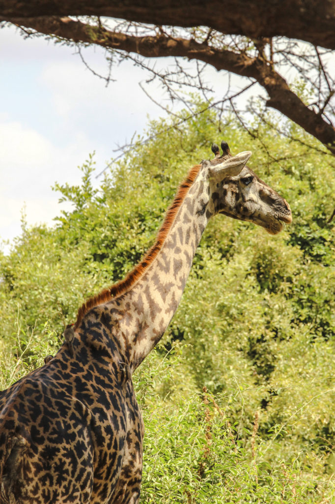 Giraffe