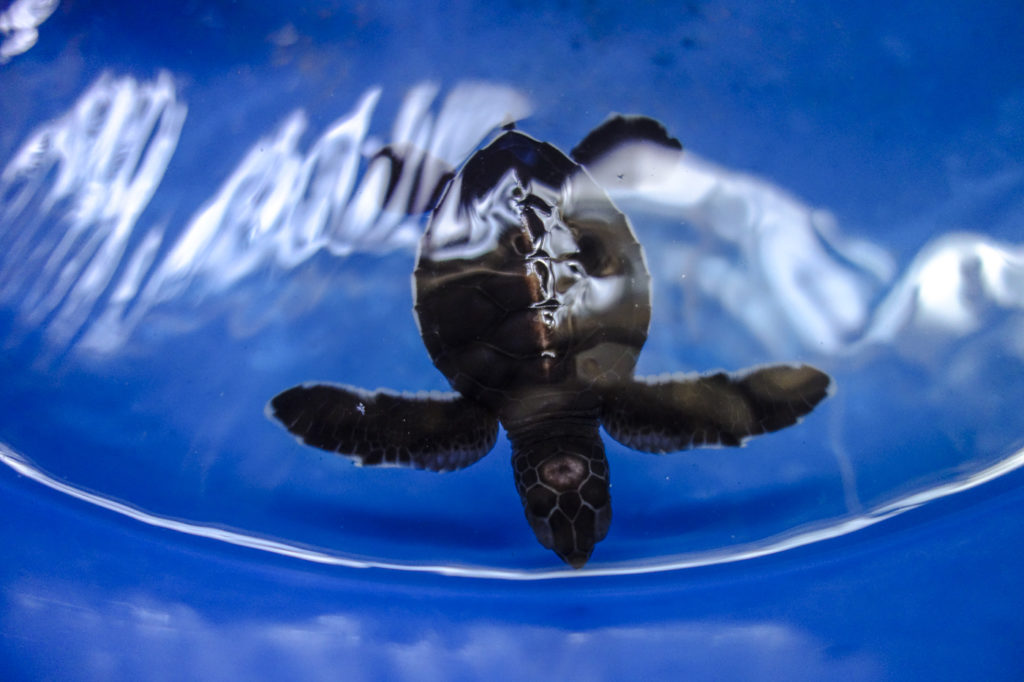 Babyschildkröte