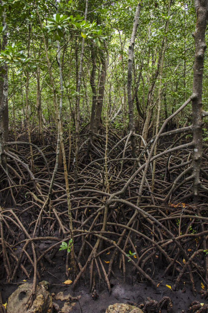 Mangrovenwald
