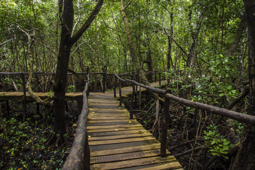 Mangrovenwald