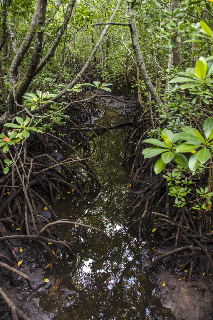 Mangrovenwald