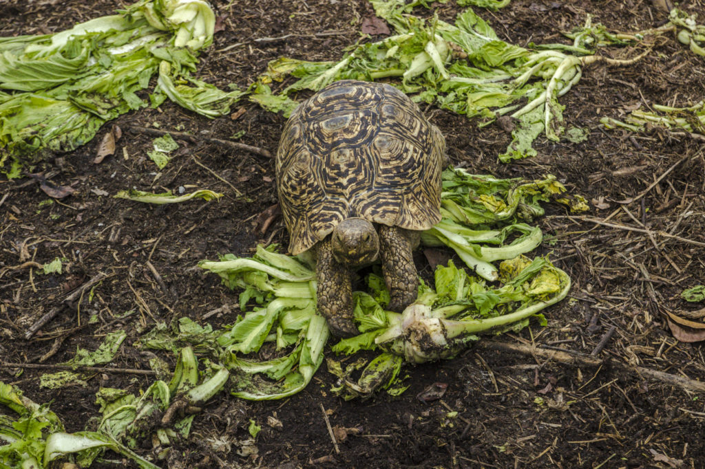 Landschildkröte