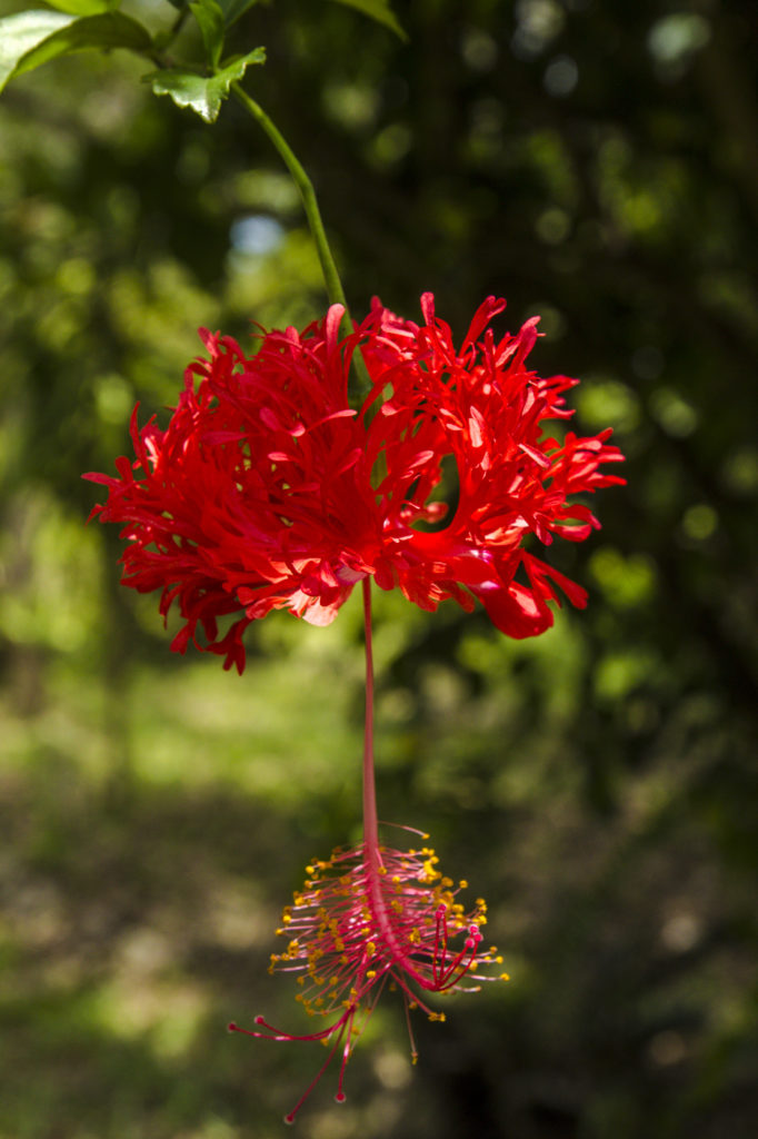 Blume