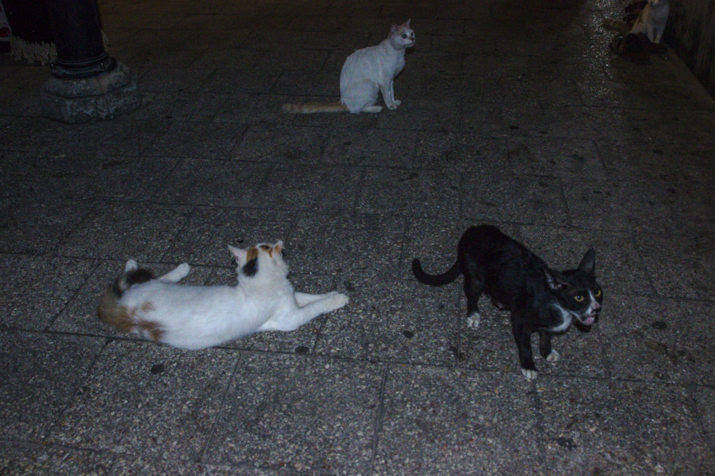 Katzen warten auf ein Häppchen