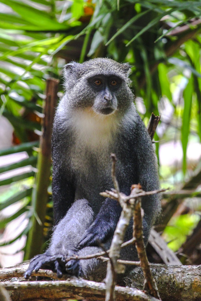 Diademmeerkatze