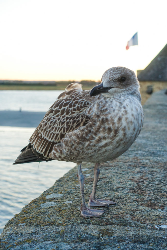 Möwe