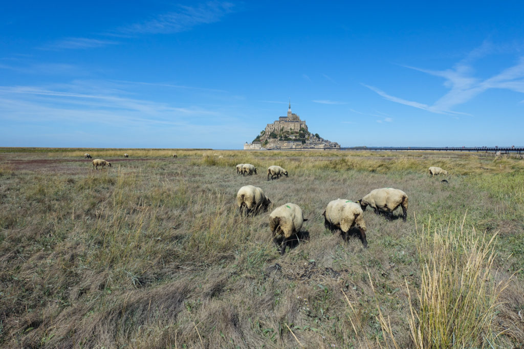 Mont Saint Michel mit Schafen
