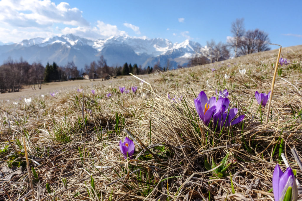 Krokuswiese am Monte Casale