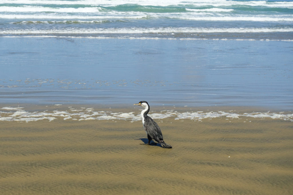 Kormoran