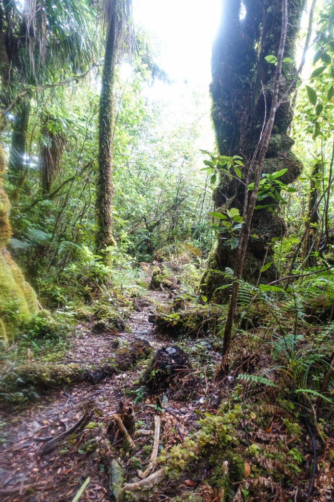 Ratea Forest