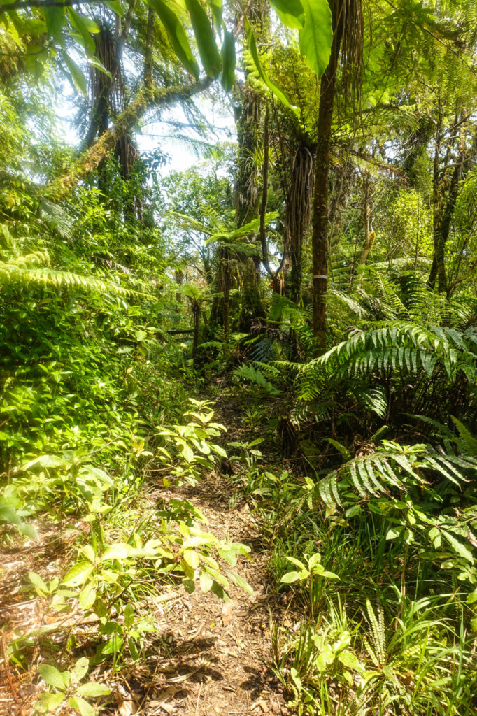 Ratea Forest