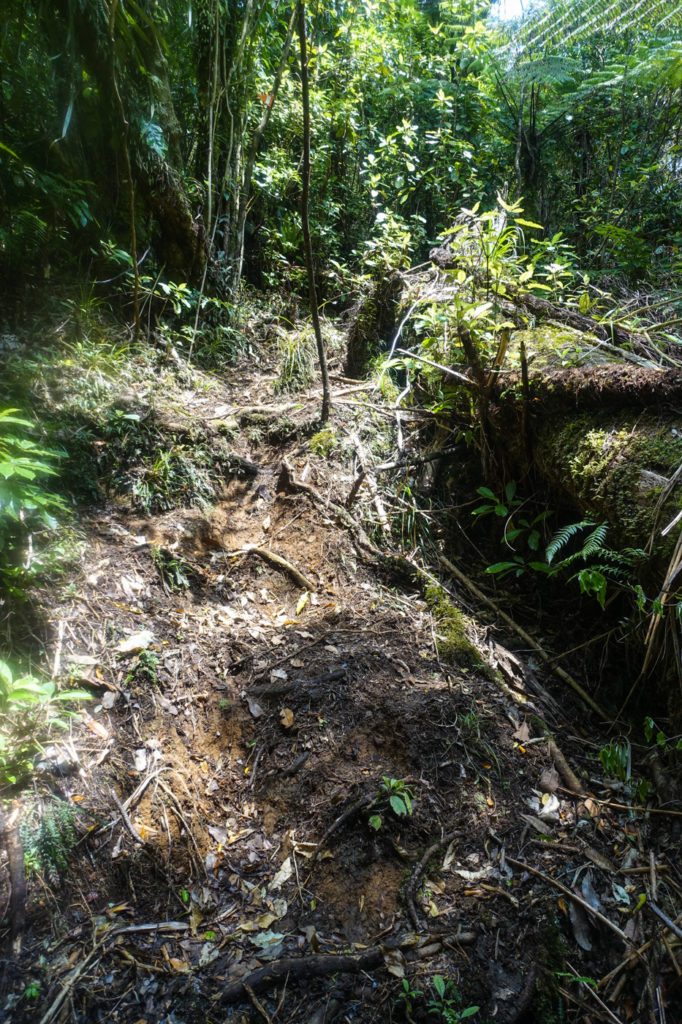 Ratea Forest
