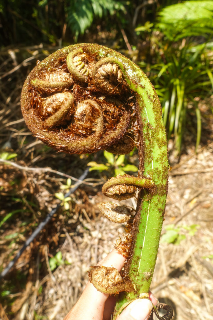 Ein Koru