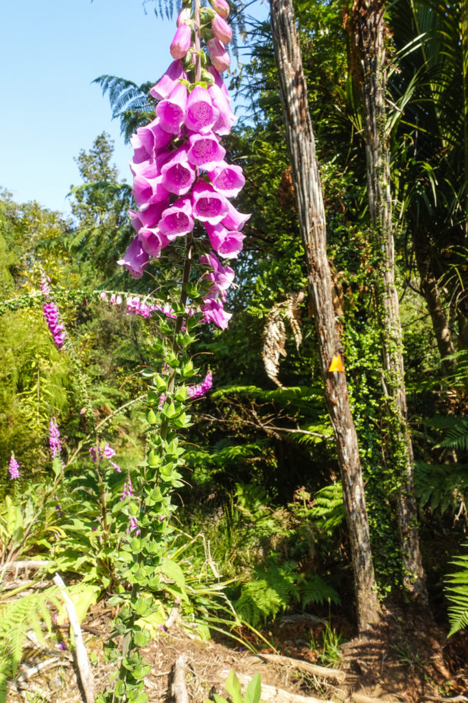 Ratea Forest