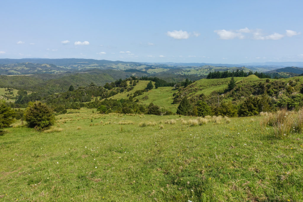 Ausblick nach dem Ratea Forest