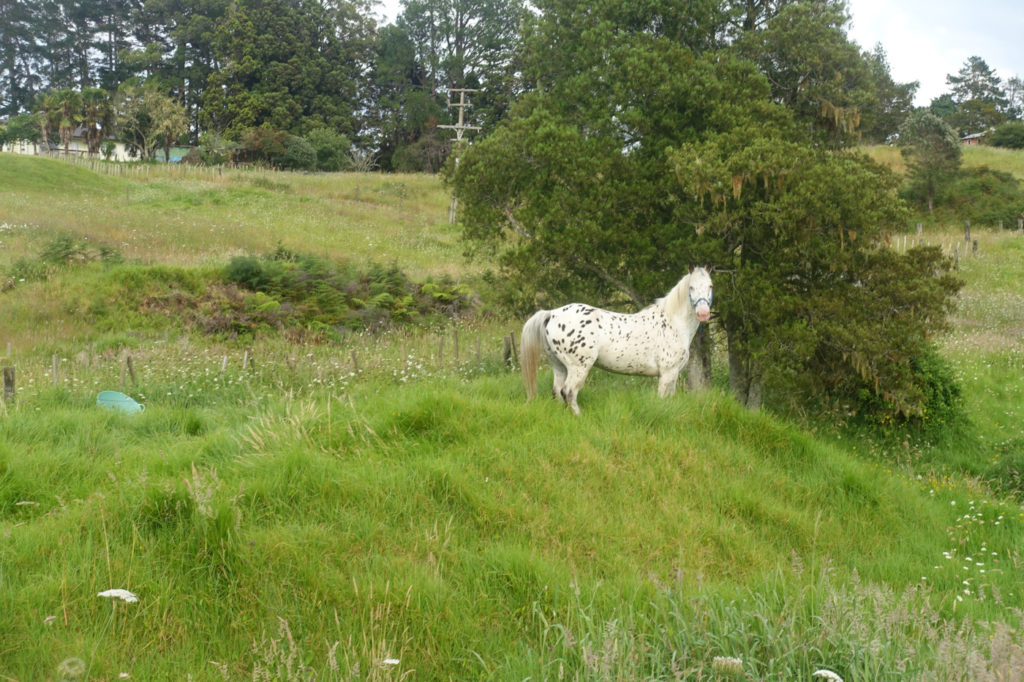 Pferd am Straßenrand