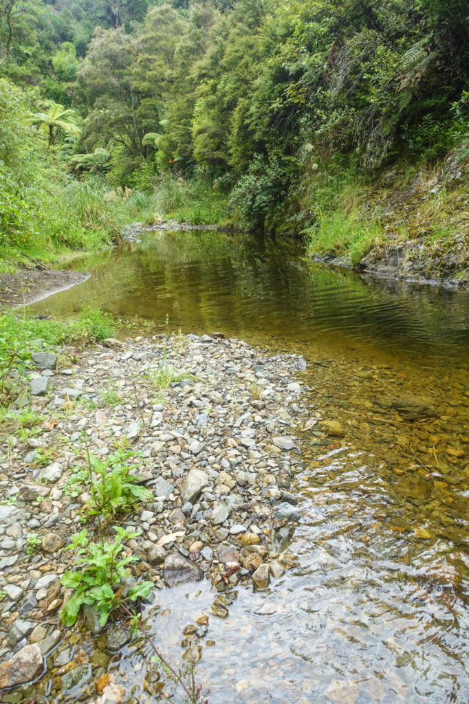 Fluss im Puketi Forest