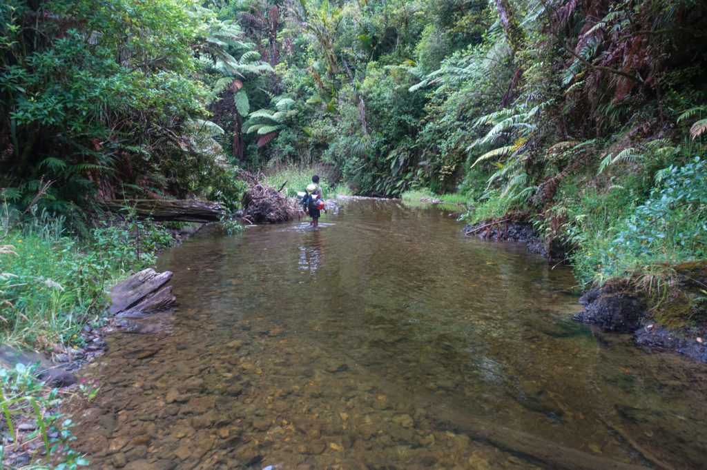 Flusswanderung im Puketi Forest
