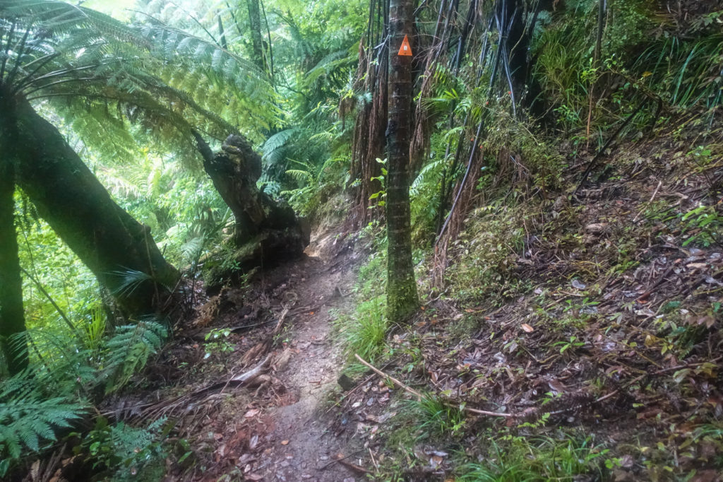 Puketi Forest