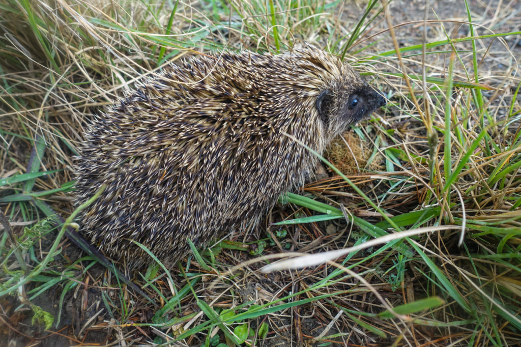 Igelchen