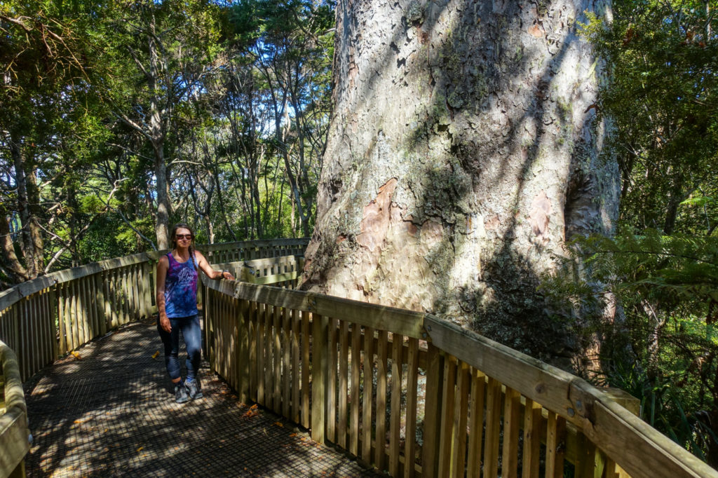 Tane Moana Kauri
