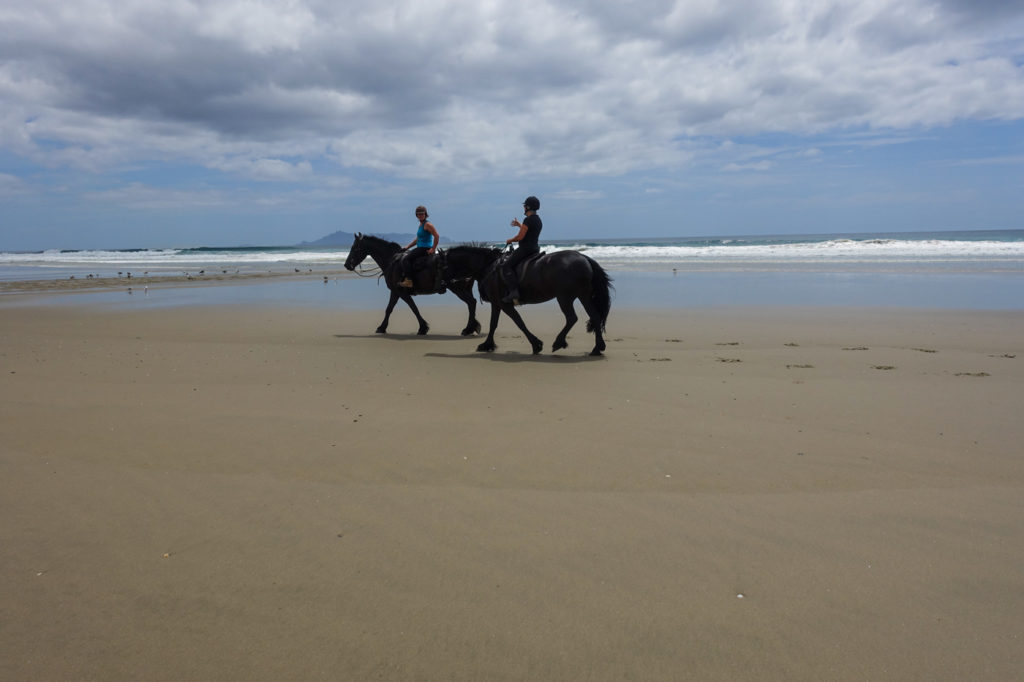 Pferde am Strand