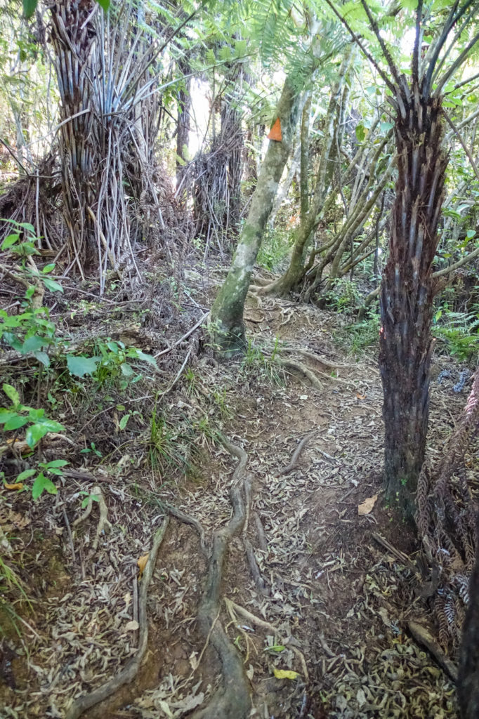Wald