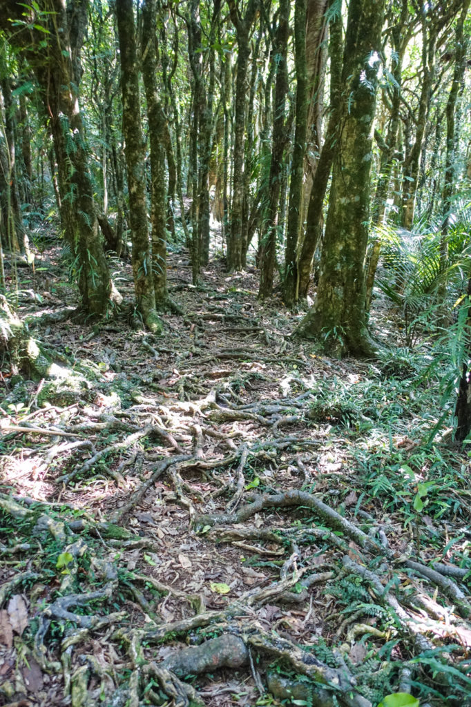 Wald