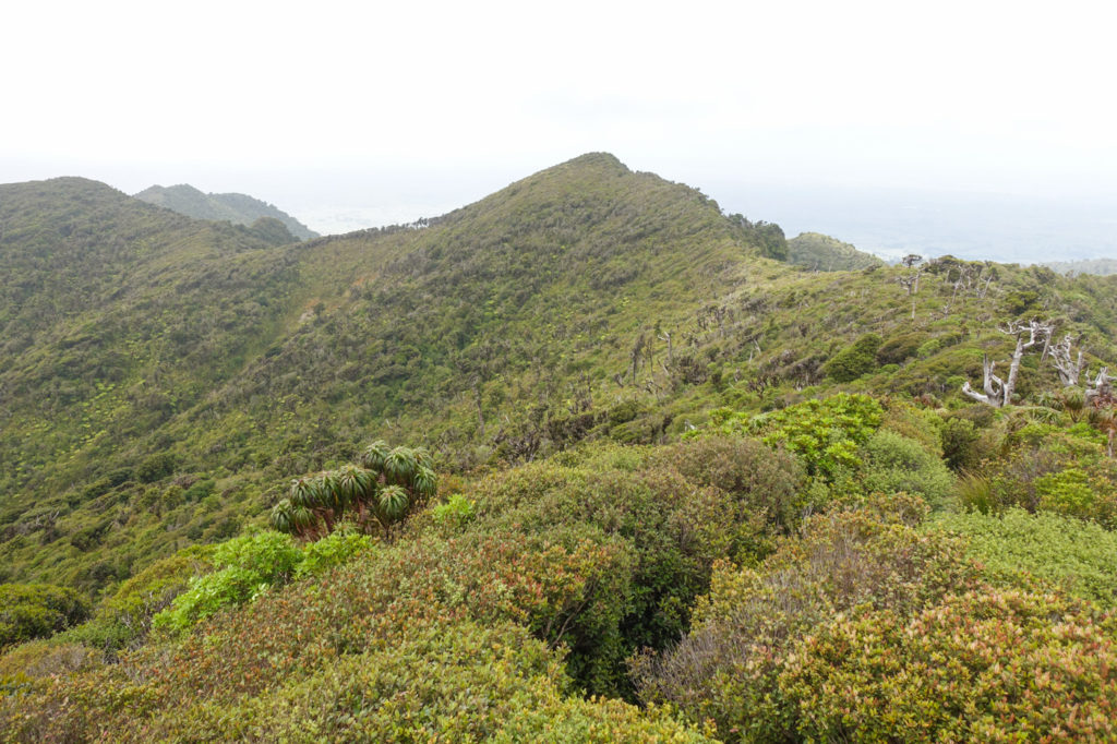 Aussicht auf die Pirongia Berge