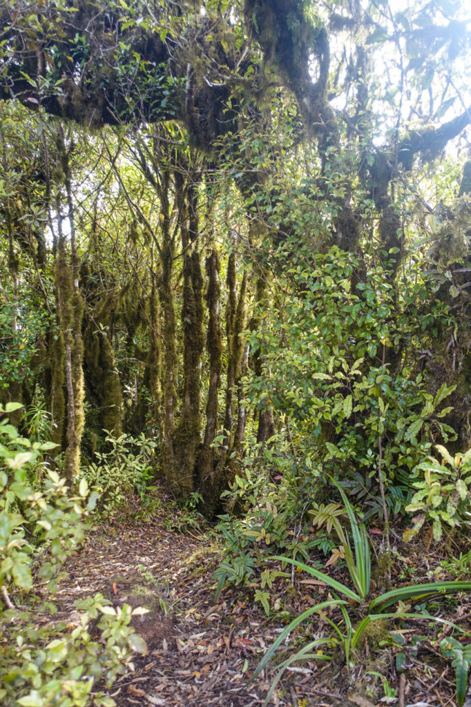 Wald