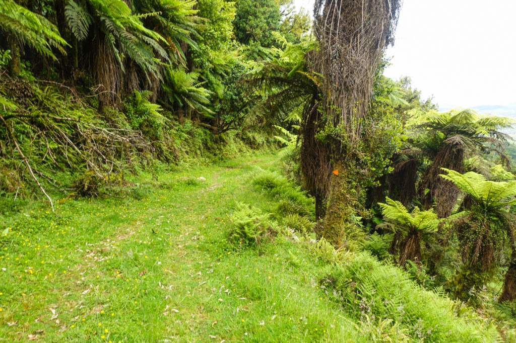 Wald