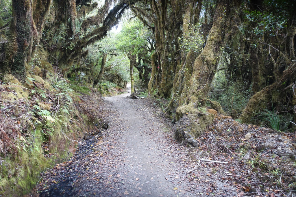 Timber Trail