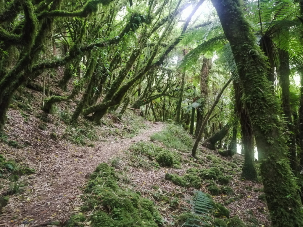 Wald