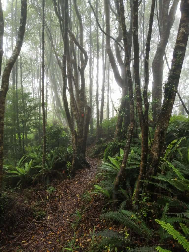 Wald