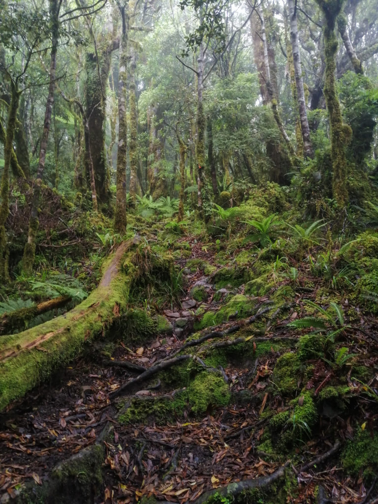 Wald