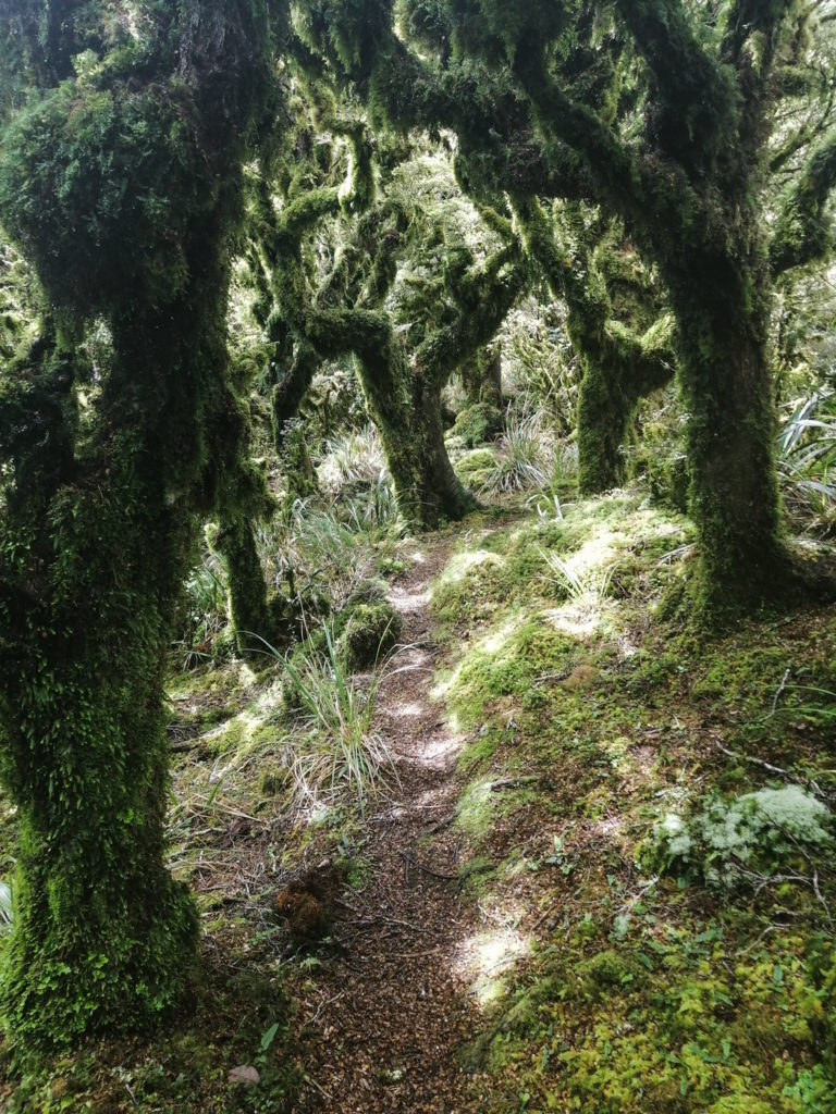 Wald