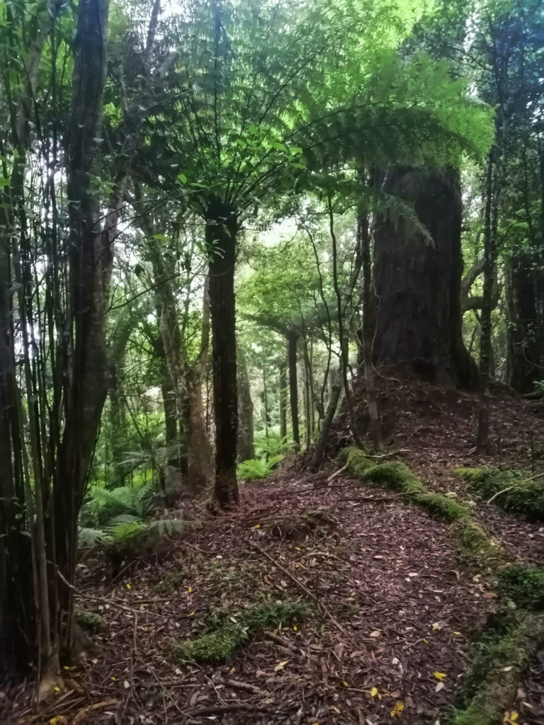Wald
