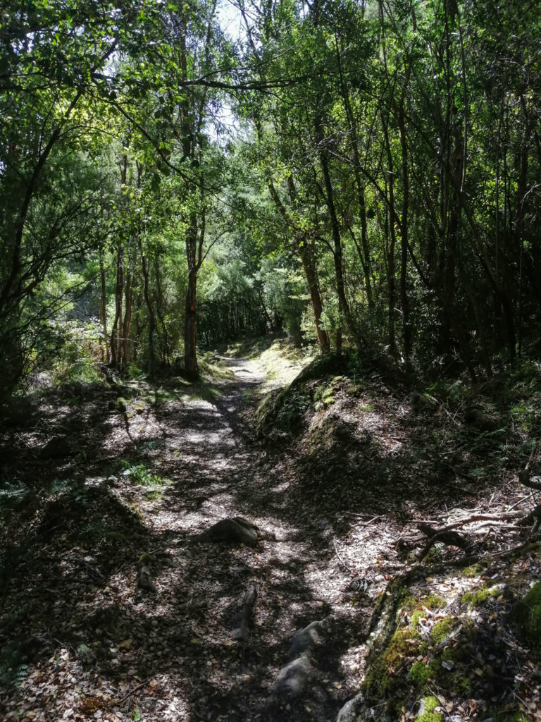 Im Wald
