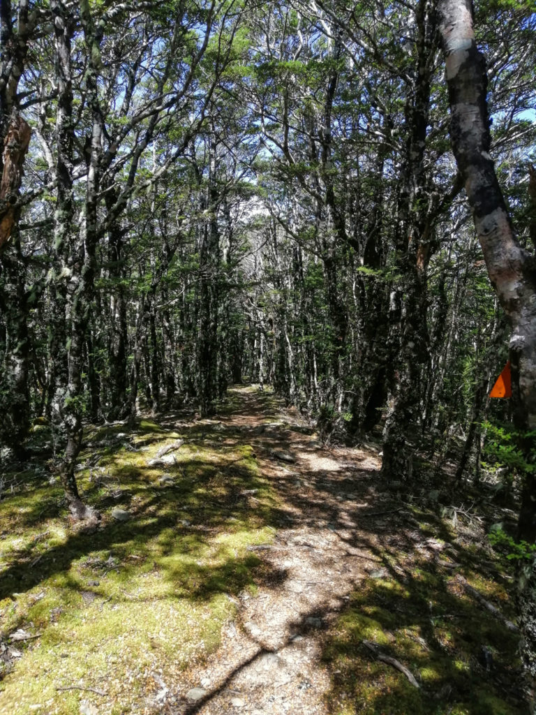 Wald