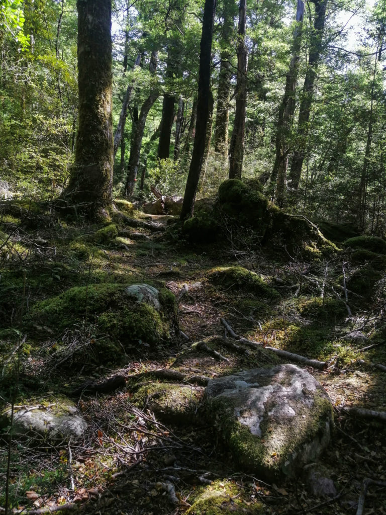 Wald