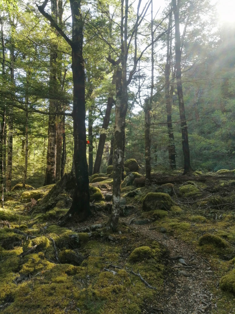 Wald