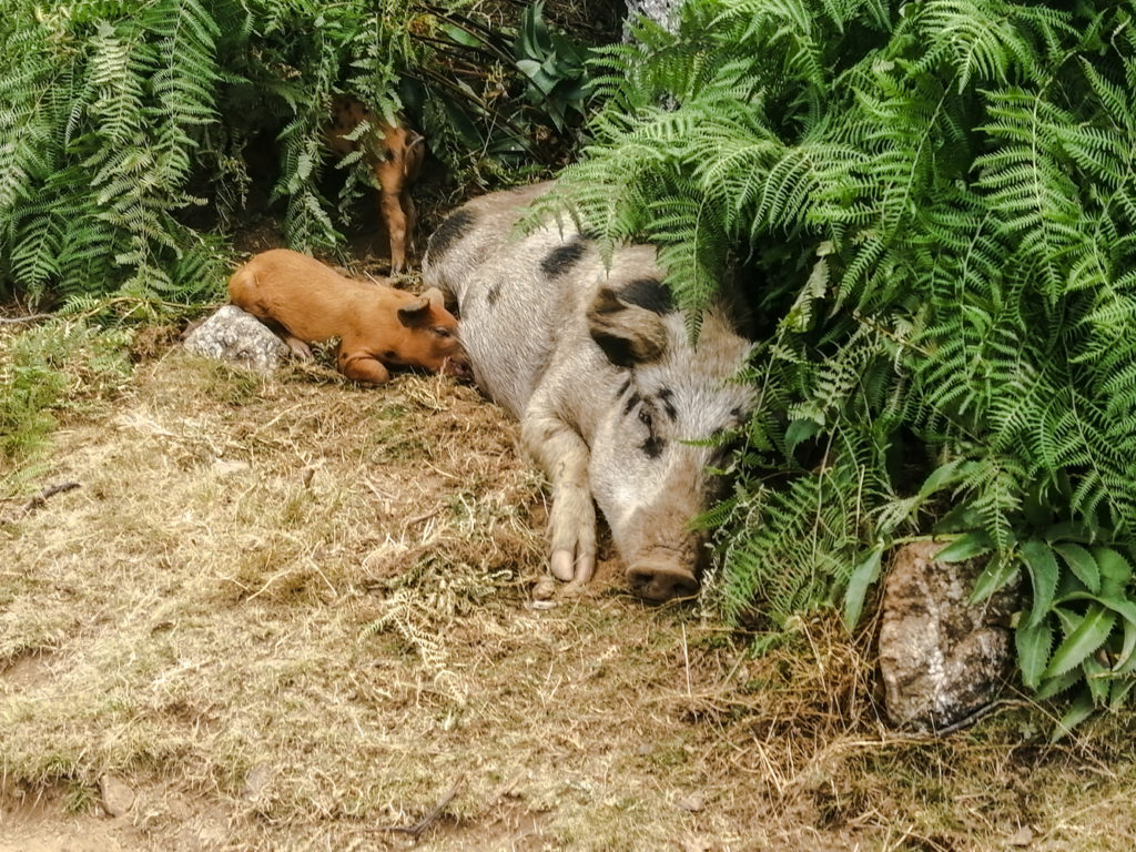 Schwein mit Jungen
