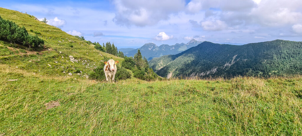 Wiesensattel