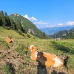 Kühe am Weißenbachsattel