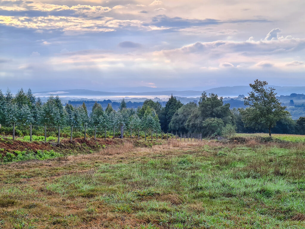 Neblige Landschaft