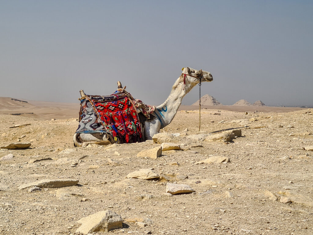 Kamel mit weiteren Pyramiden im Hintergrund
