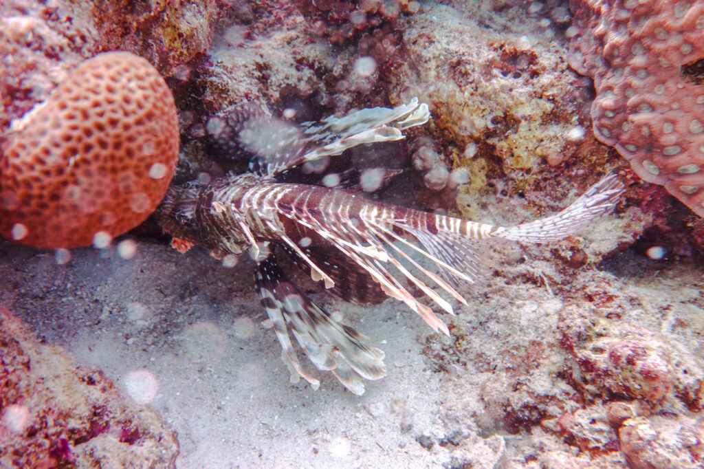 Feuerfisch
